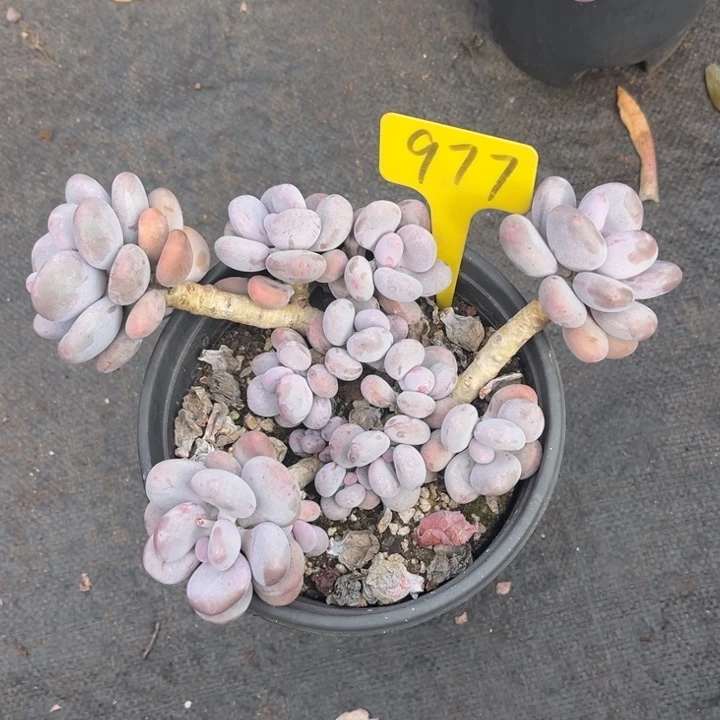 大叶奶多肉植物977