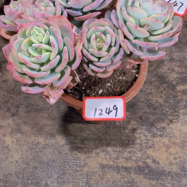 苹*黄1249白月光多肉