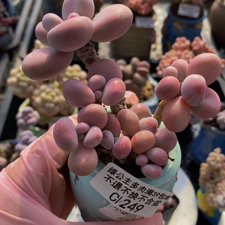 腰子桃蛋6cm249多肉植物