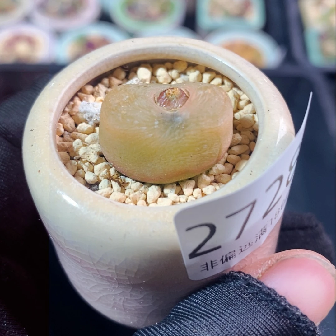 2728-一物一拍带盆