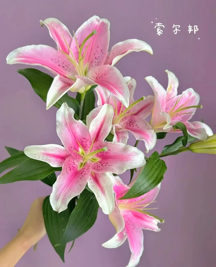 【狐尾索尔邦】单瓣粉色香水百合销冠百合