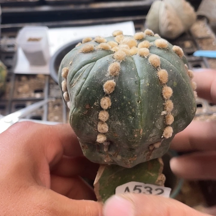 仙人球兜532号球星