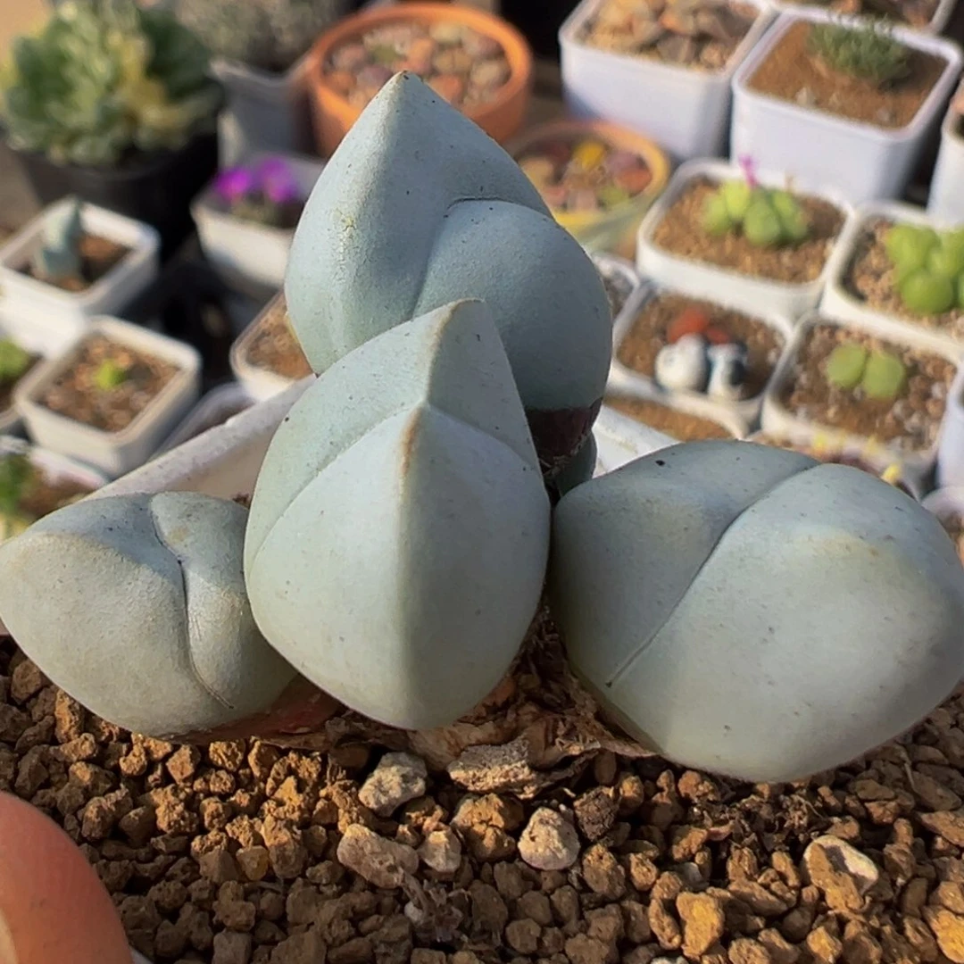 12多肉植物百科白魔