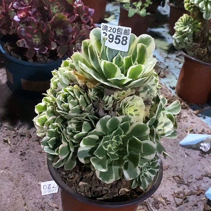 3958 一颗迈巴赫法师