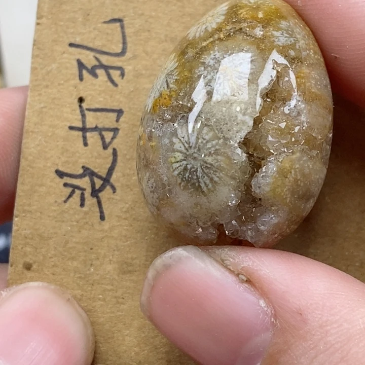 颈饰未镶嵌硅化珊瑚（珊瑚玉）