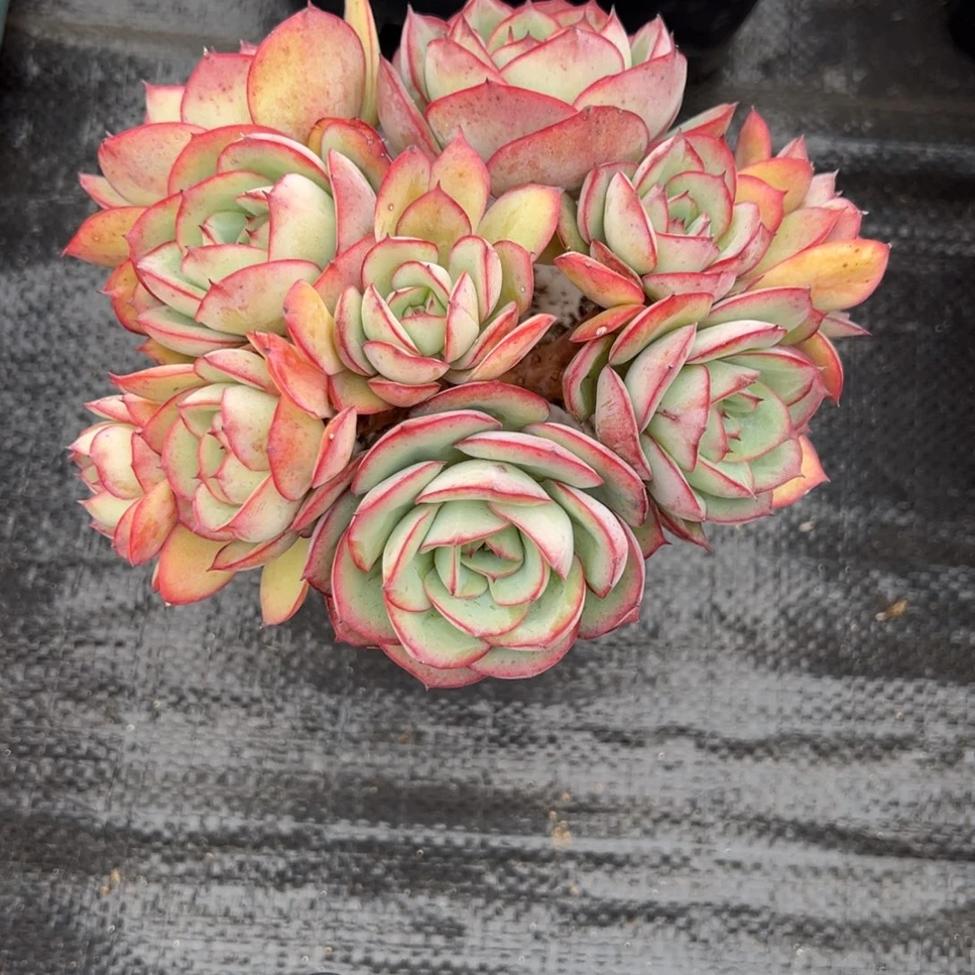 牡丹亭多肉一物一拍