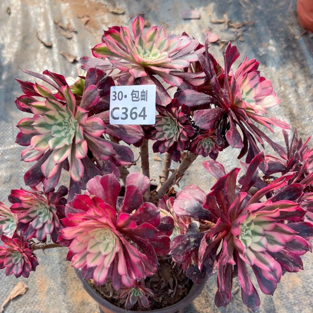 364红铜白微瑕多肉法师