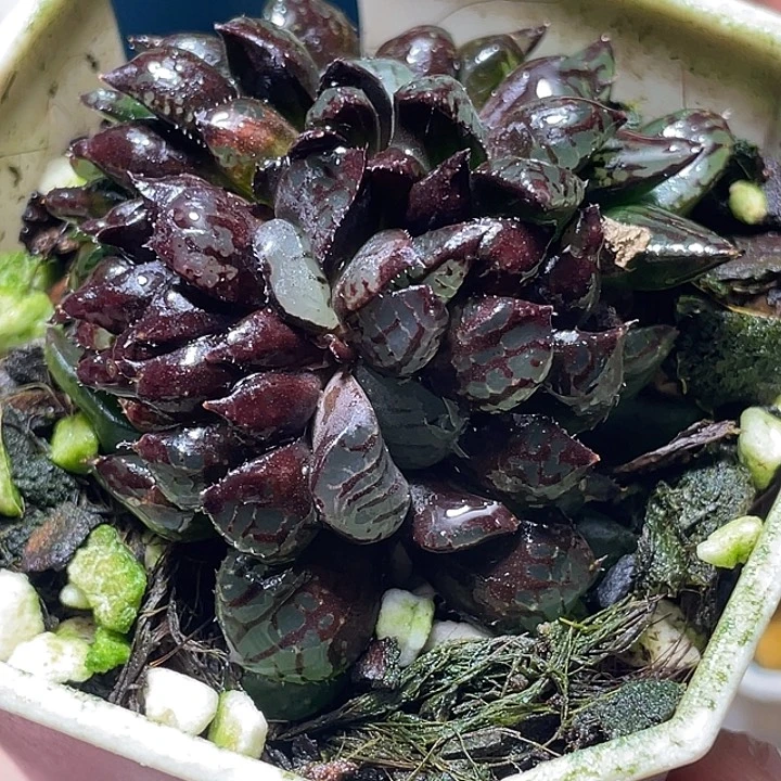 麦***麦689精綴魔界特選福利