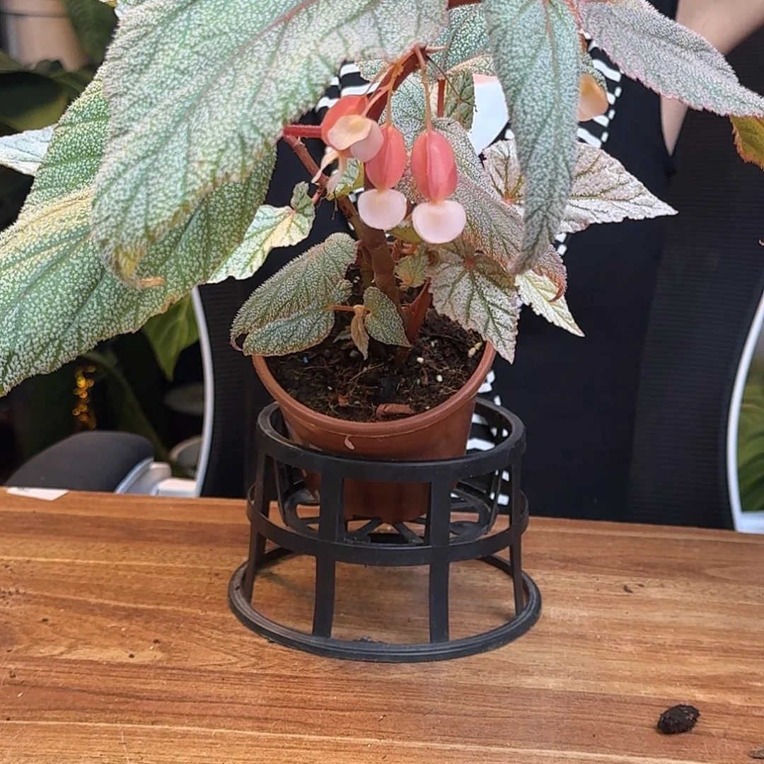 野***松完全开放一物一拍A67