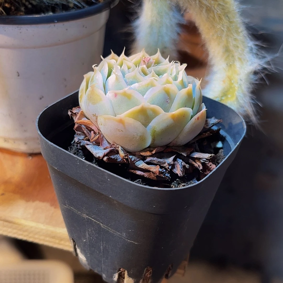 蓝丝绒多肉 5.8一颗