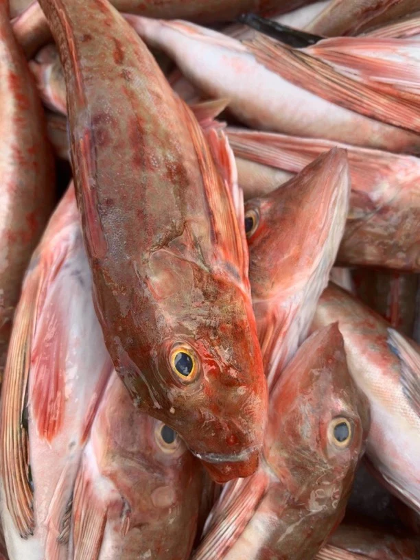 青岛野生红头鱼 4-5条/斤 净重4斤 鲜鱼速冻发货