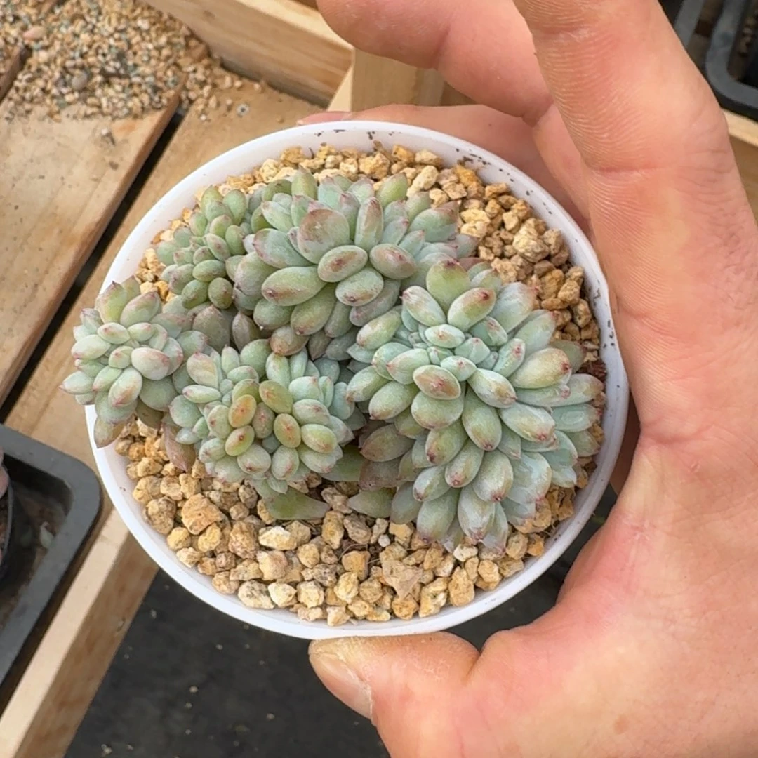 周*®10厘米的尺寸一物一拍的