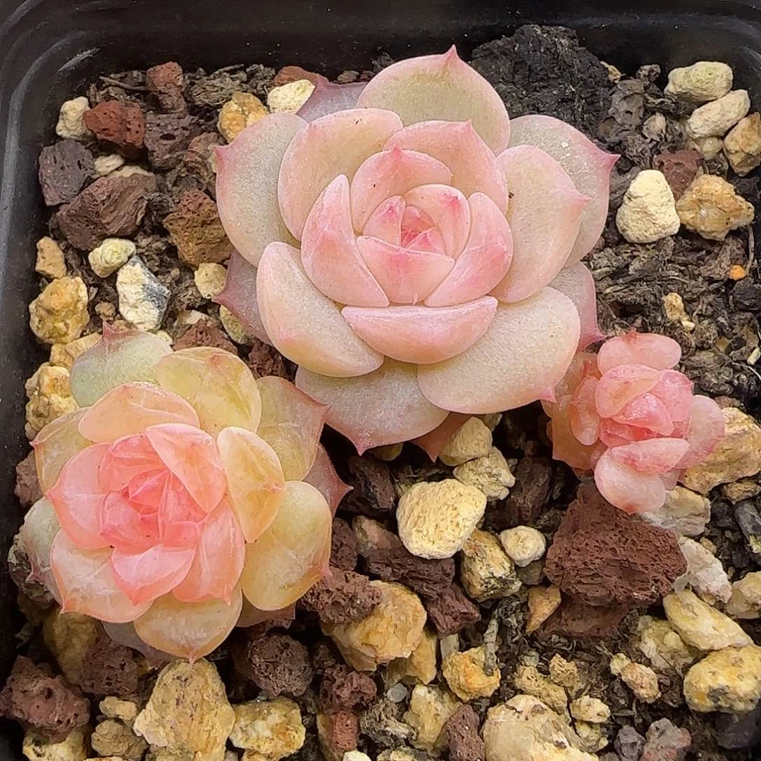 996三颗【满29包邮非偏远】