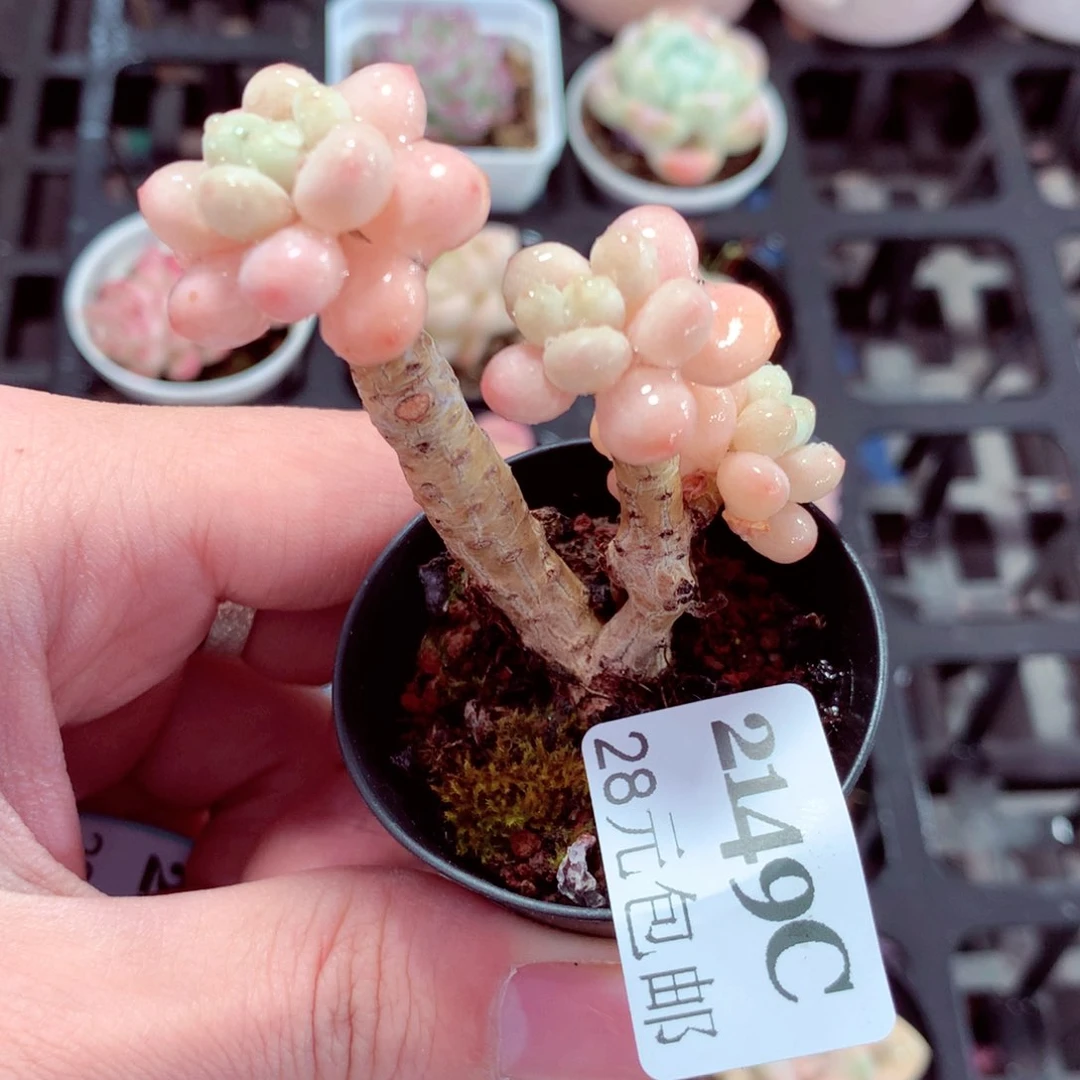 5厘米盆精控多肉2149