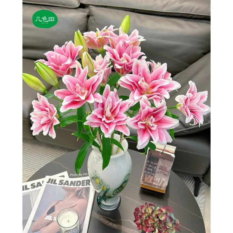 多头晓池----重瓣百合云南直发鲜花云南花插花鲜花