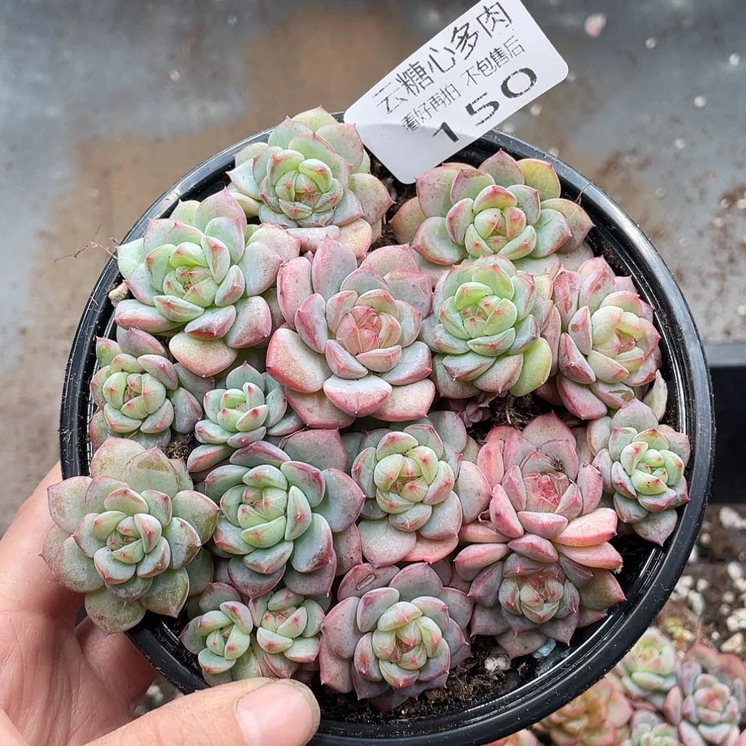 云糖心多肉植物150