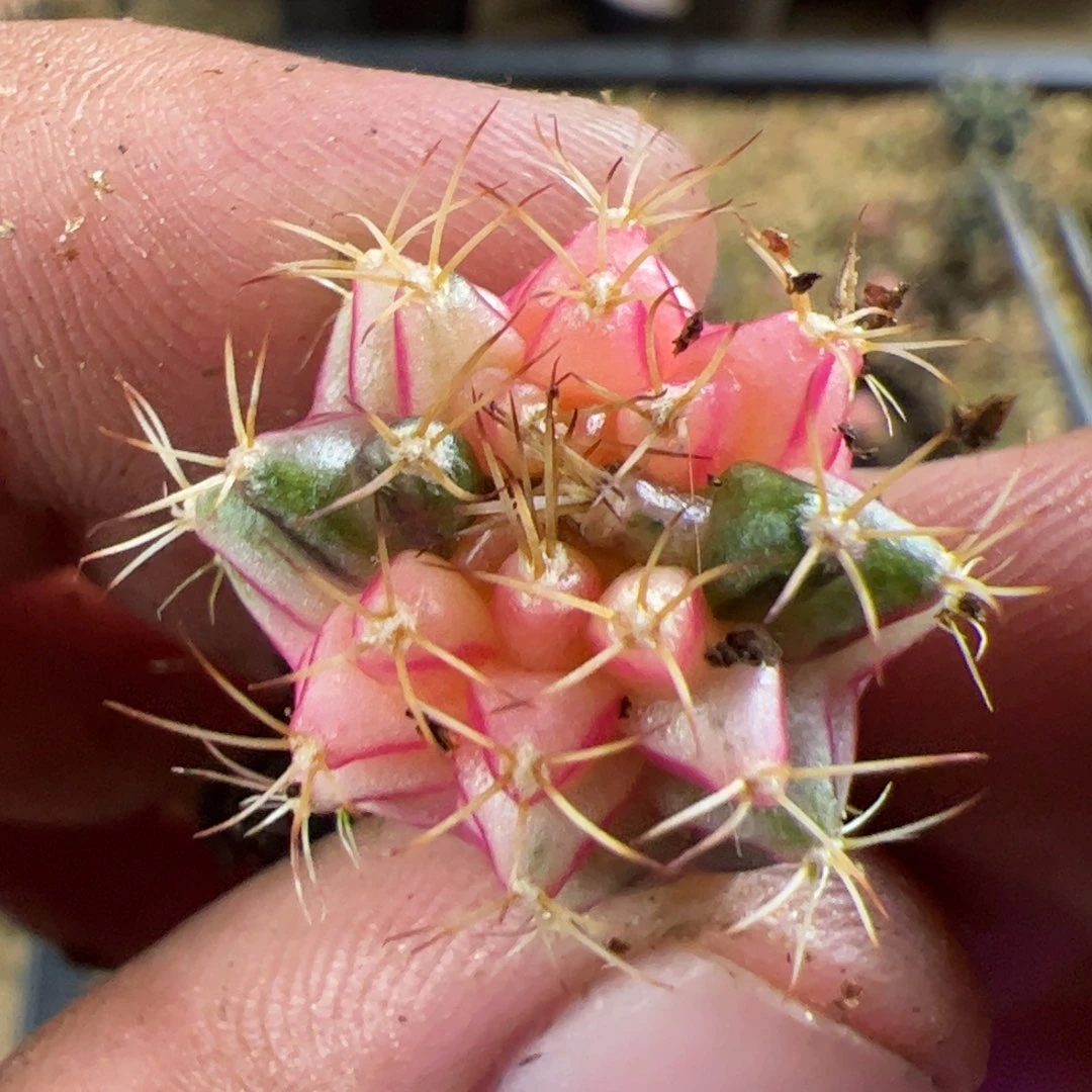 当前无花栽培后可以开花412