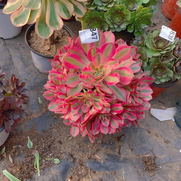 多肉粉女巫优选法师847