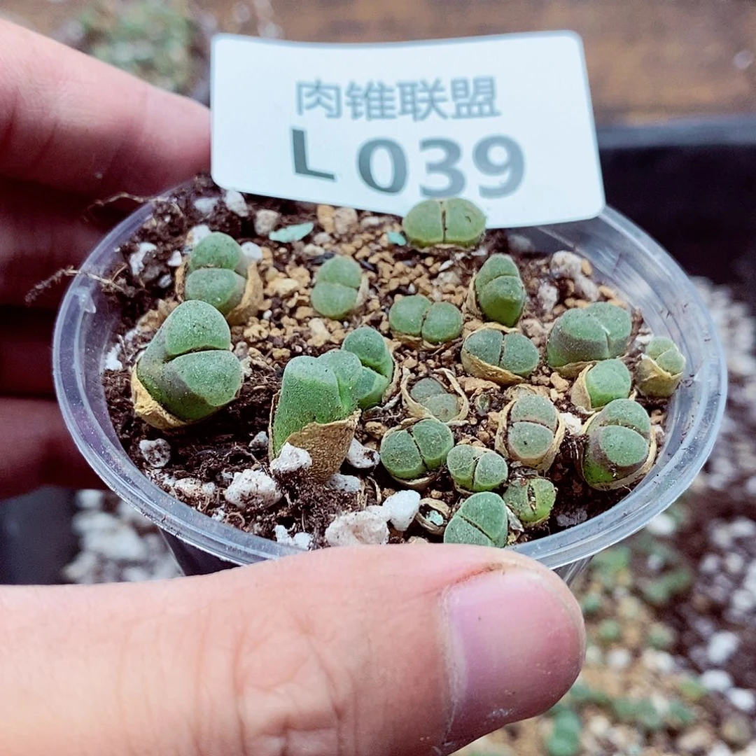 历***师39呃呃呃呃呃呃呃呃呃呃呃呃呃呃呃