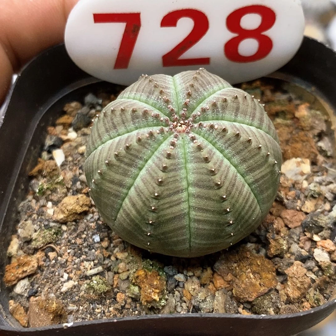 728布纹特价来了啊哈哈