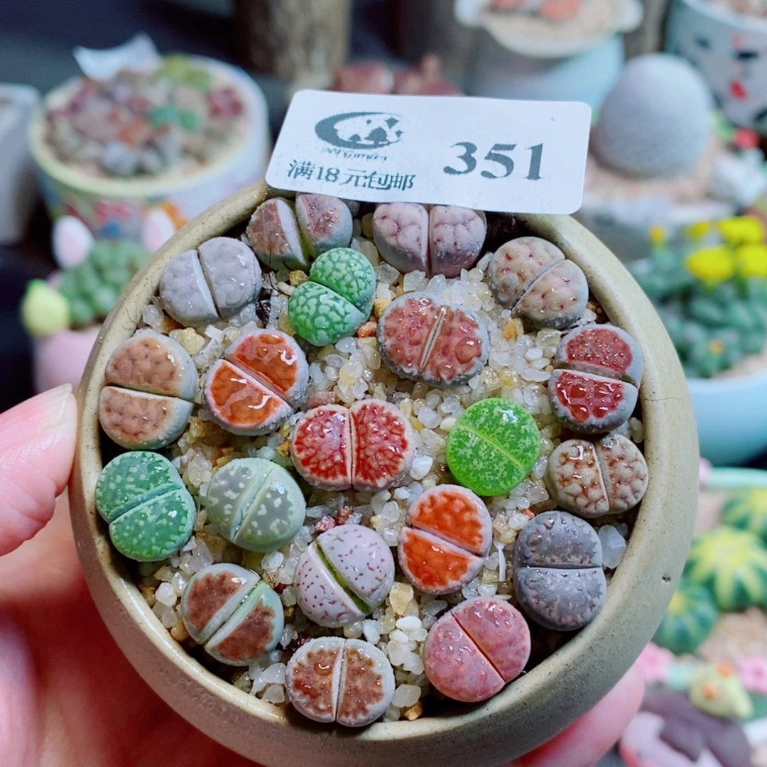 生石花花花花开了351