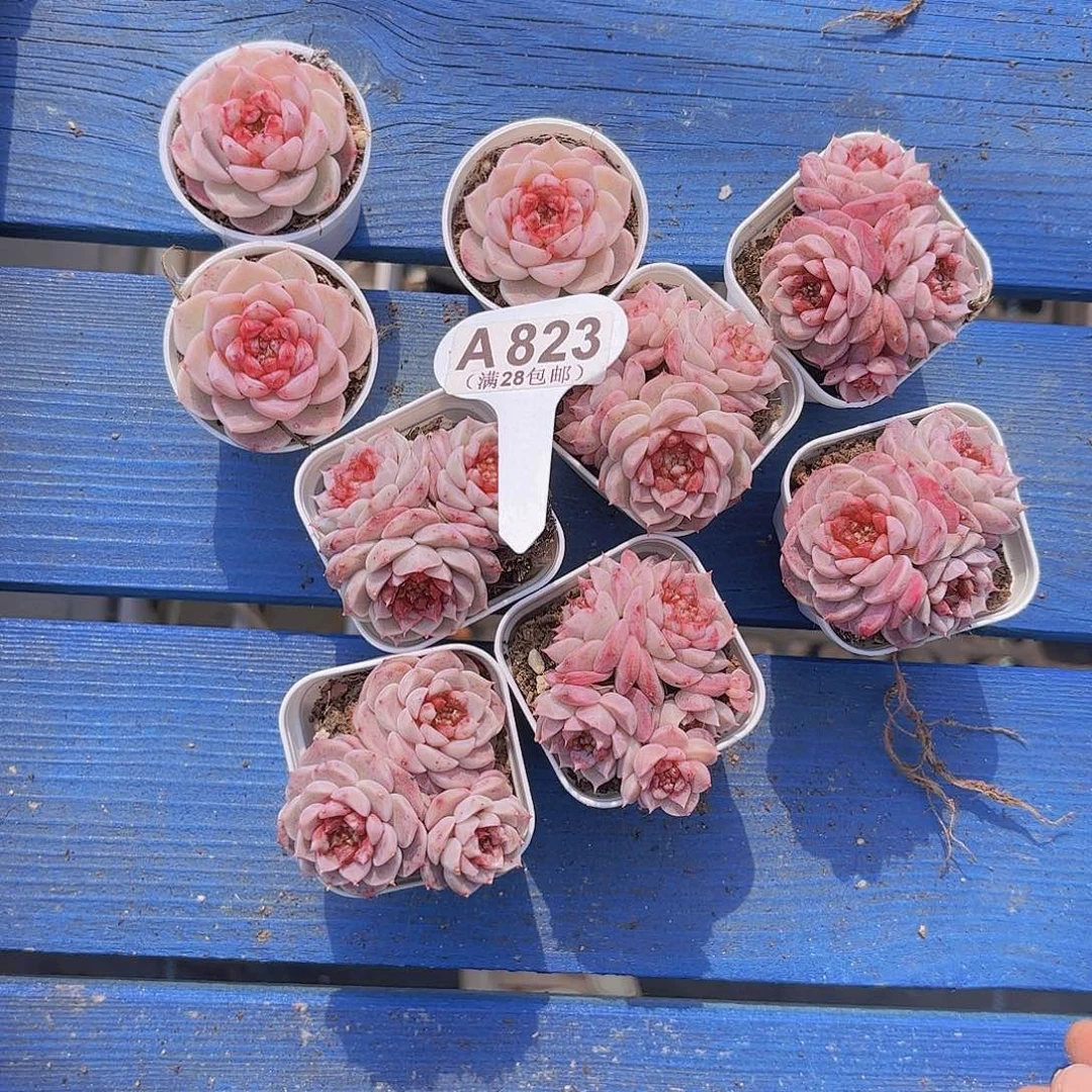 z**儿A823天鹅绒一堆一物一拍