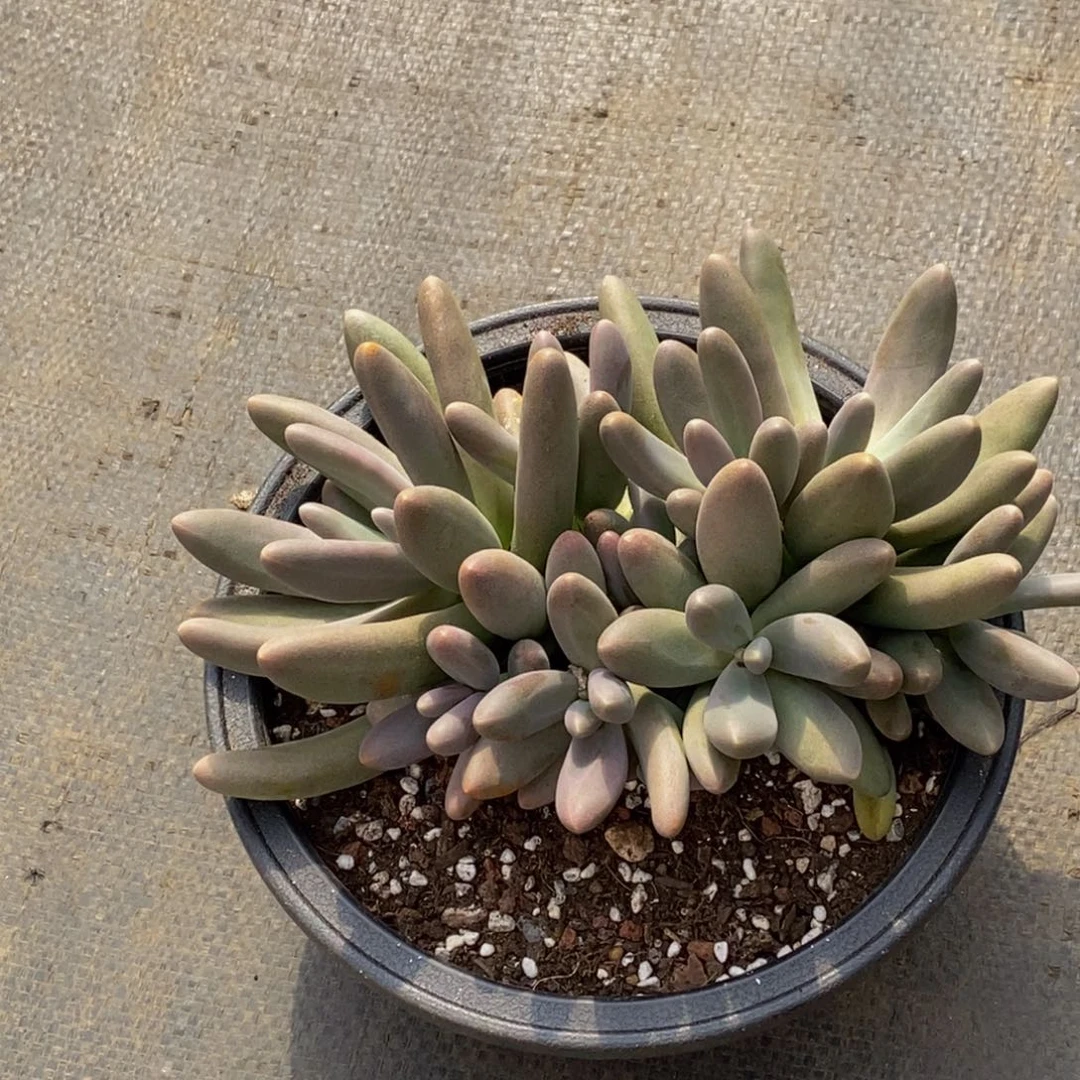 美****醒48包邮一物一拍多肉植物