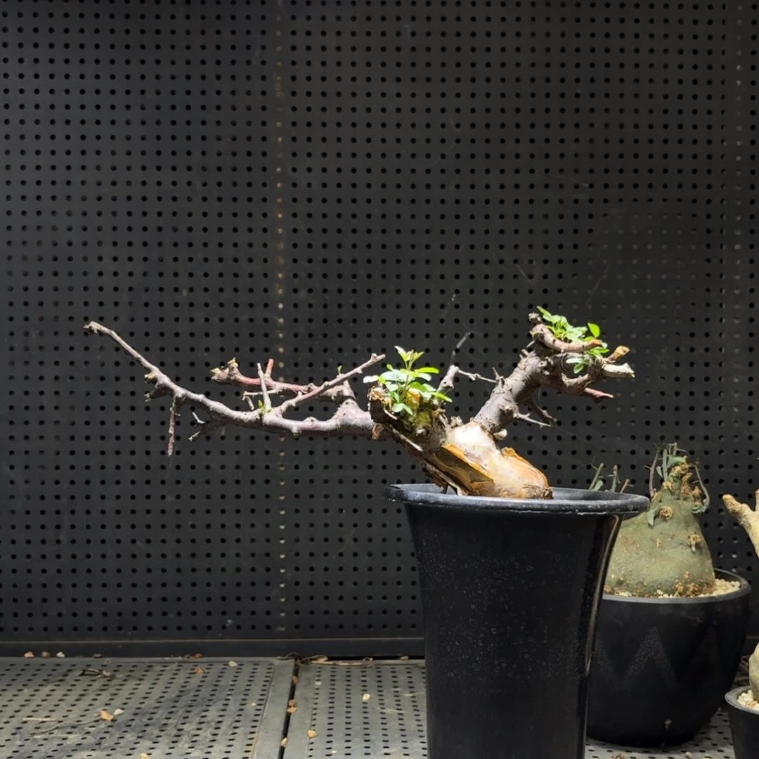 博然恩斯6666666666666666