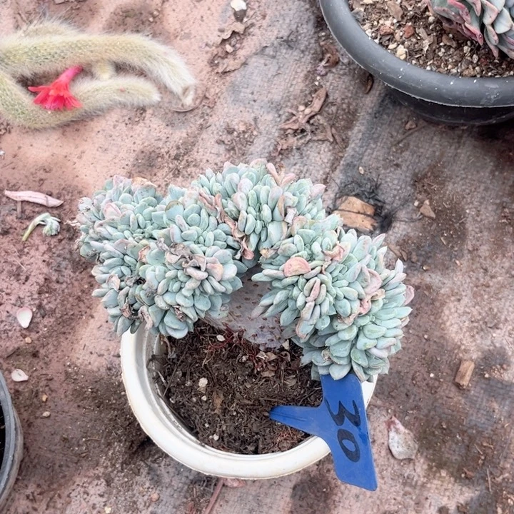 哈***哈晨语多肉一物一拍30不售后