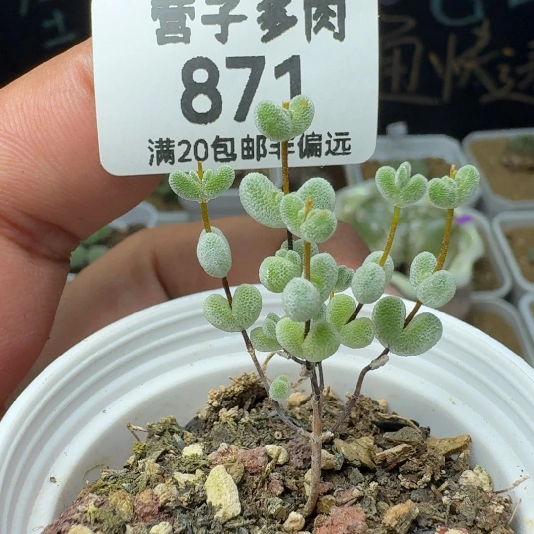 莱斯带盆土。
