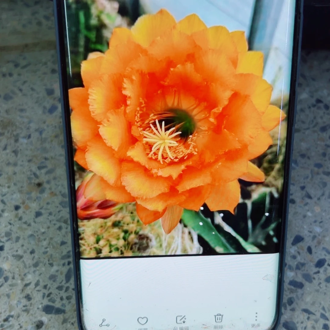 下26毛花梦歪无根侧芽4公分左右20包邮