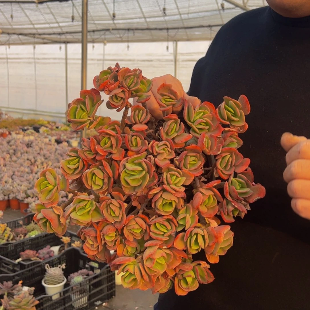 克里斯丁多肉植物