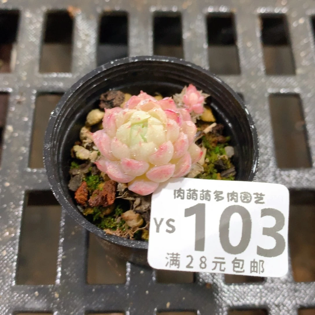 肉萌萌拇指盆精控多肉YS103