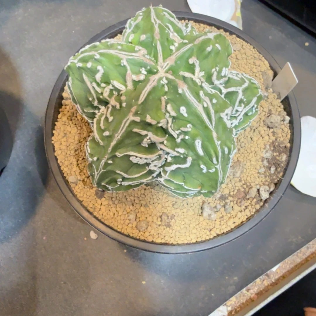 用***9实生哈哈哈哈哈哈