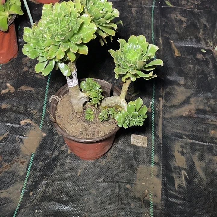 203原始绿缀化多肉法师多肉