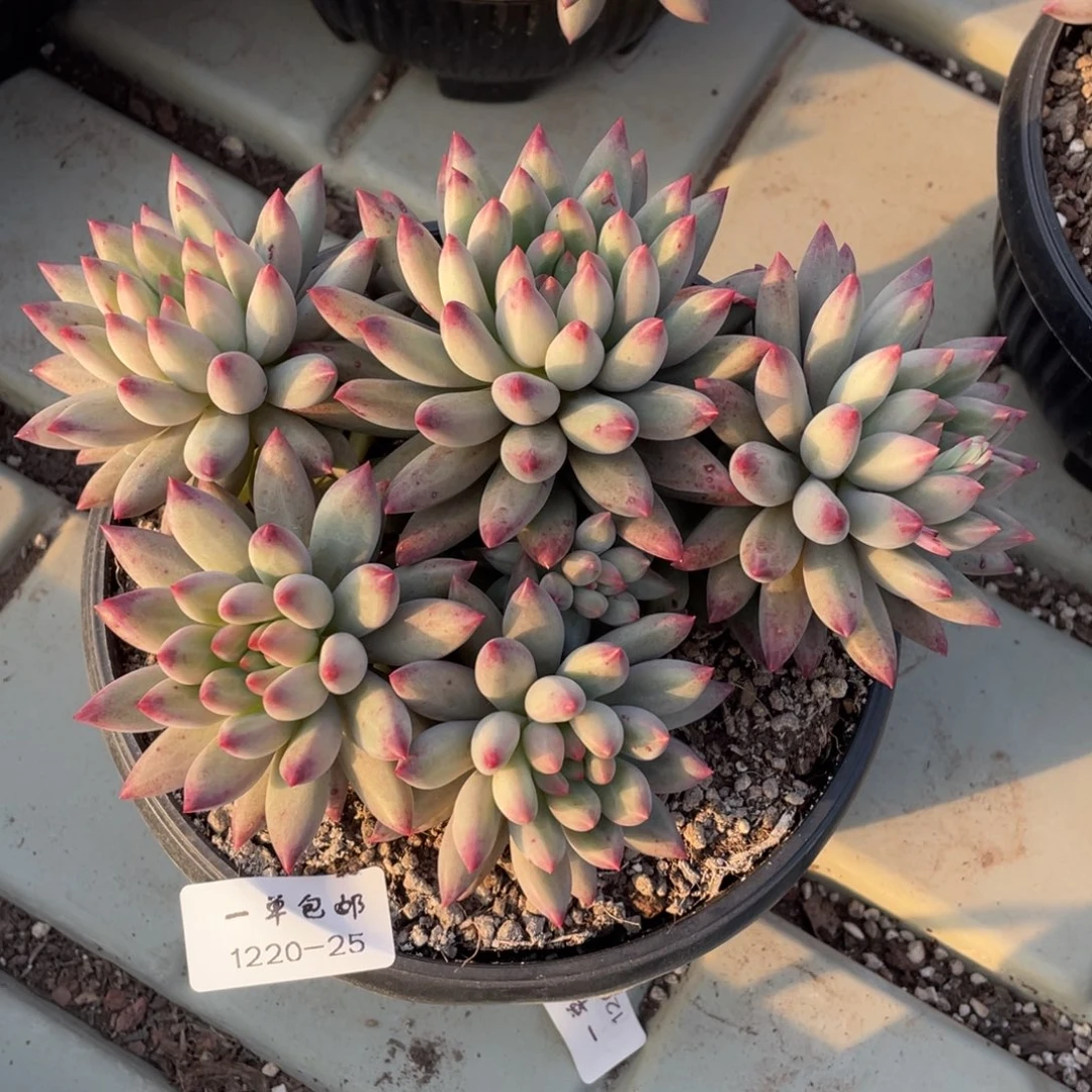 1220-25-绿体虞美人。。。。。。。