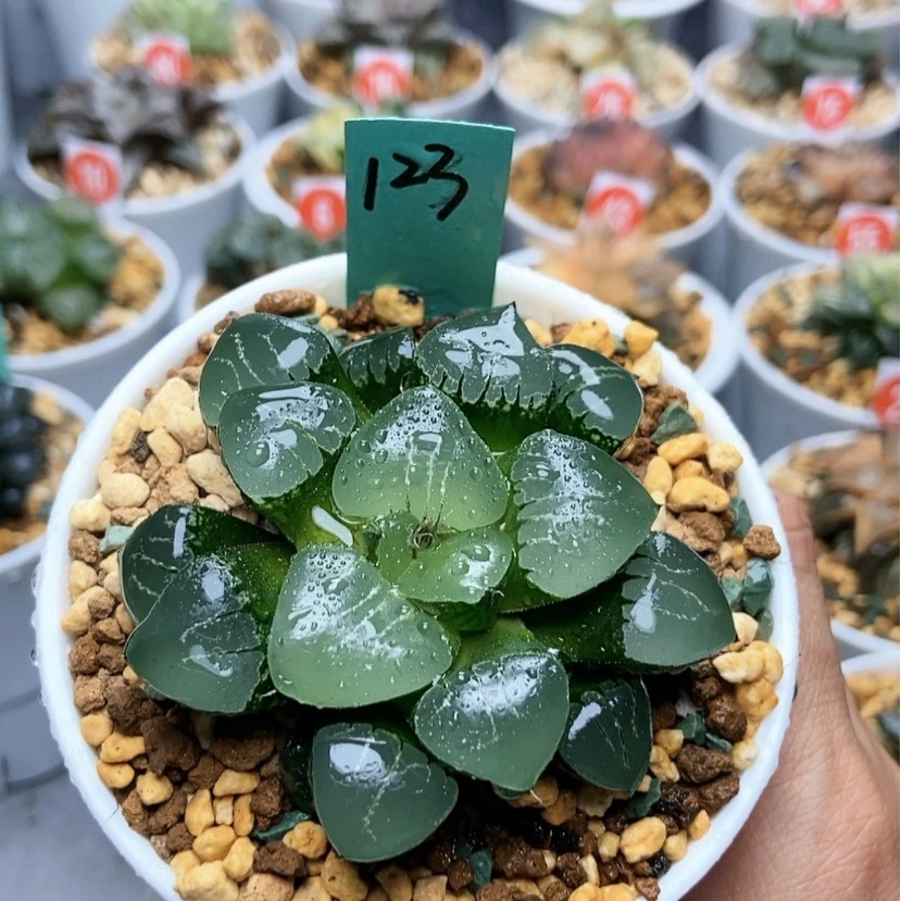 【闪购商品】123姬翠