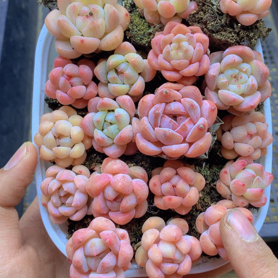 我要去看电影啦啊我072