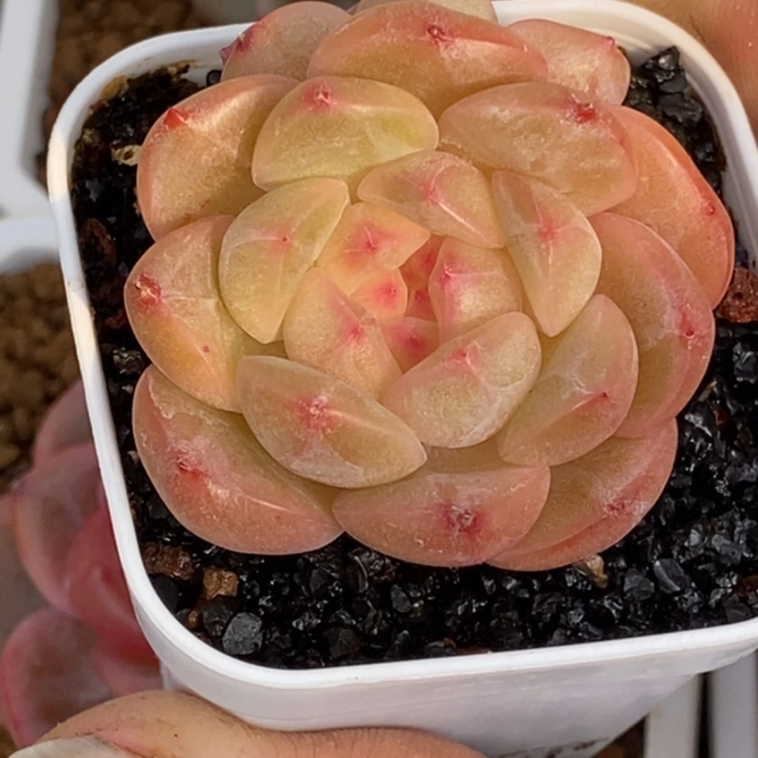 天官赐福百无禁忌