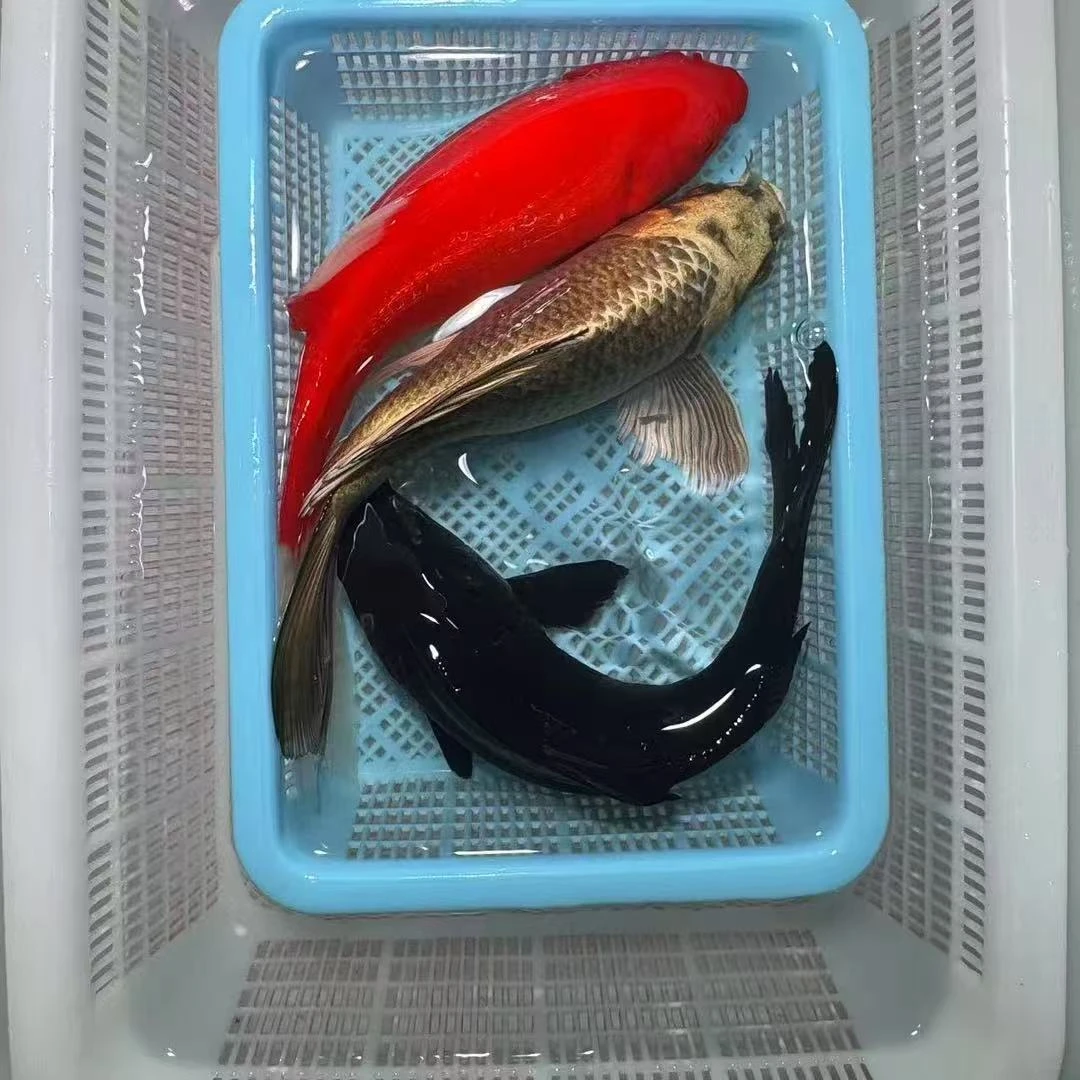 【三条装】15-20公分熊猫蝴蝶鲤火鲤黑金锦鲤活体包邮