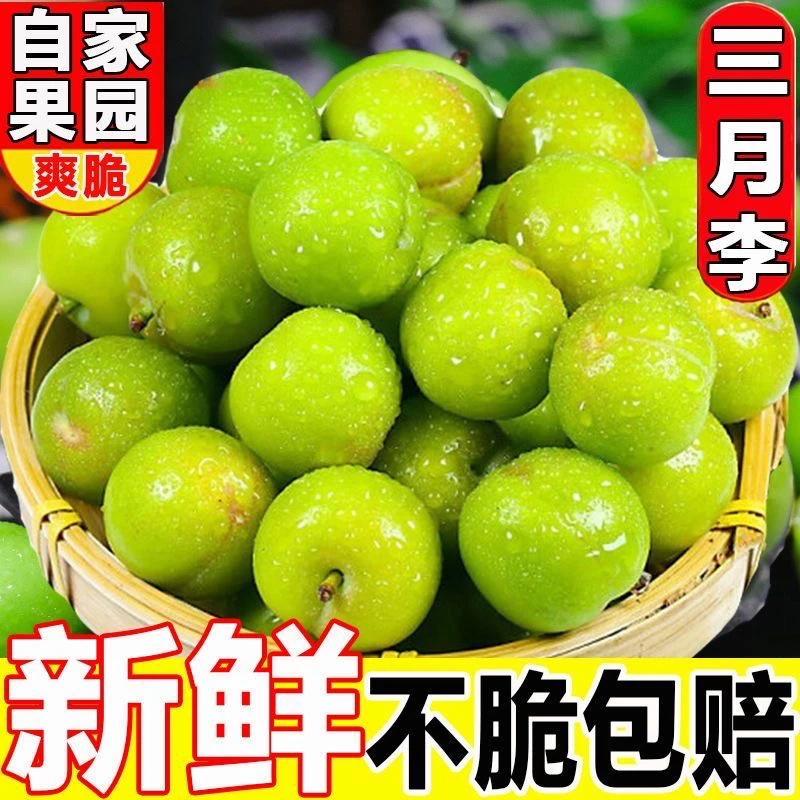 钱排三月李酸酸脆脆孕妇水果果园直发李子包邮