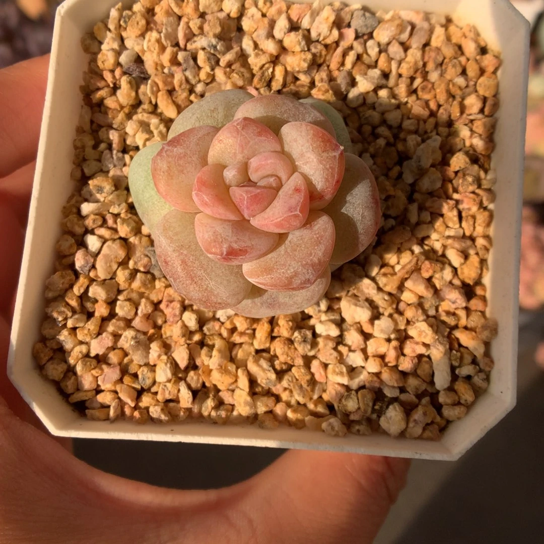 冰玉石化多肉植物