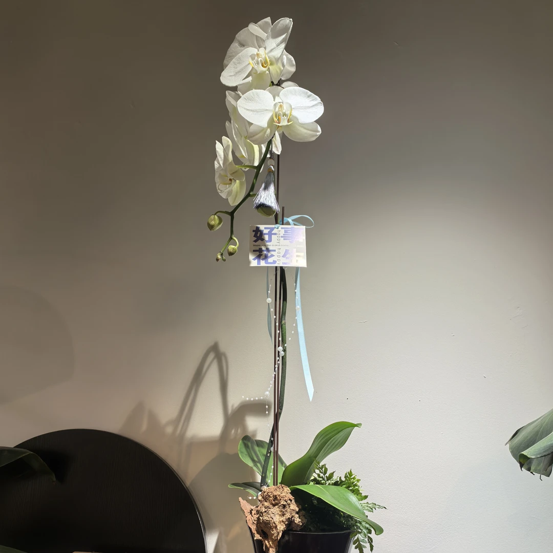 大白v8蝴蝶兰搭配蕨类植物阴沉木神秘紫色高脚花瓶组合盆栽