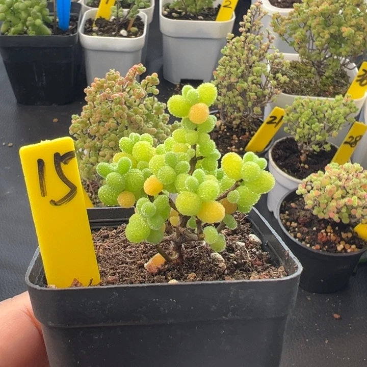 15号棒棒糖 一物一拍