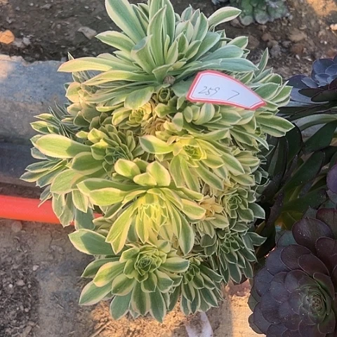 多肉植物金丝259