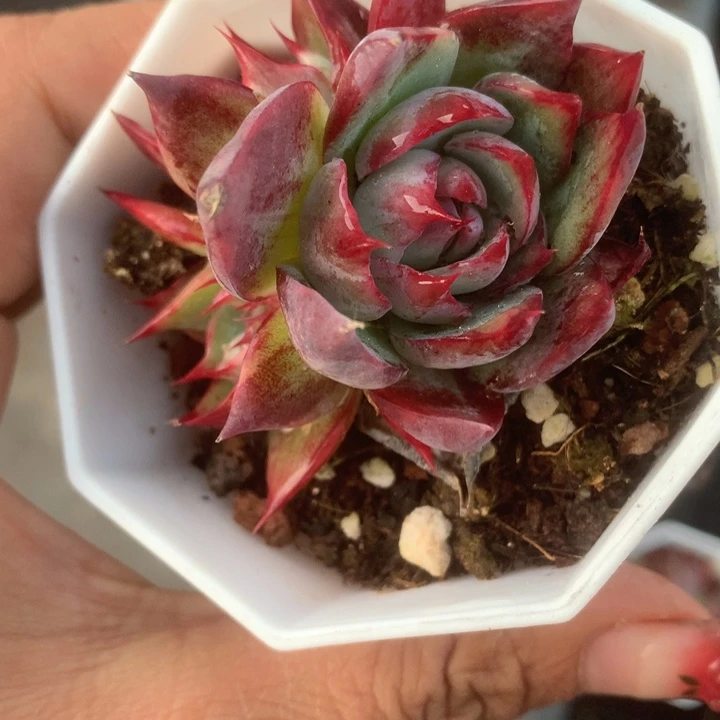 惊鸿 一物一拍。三头