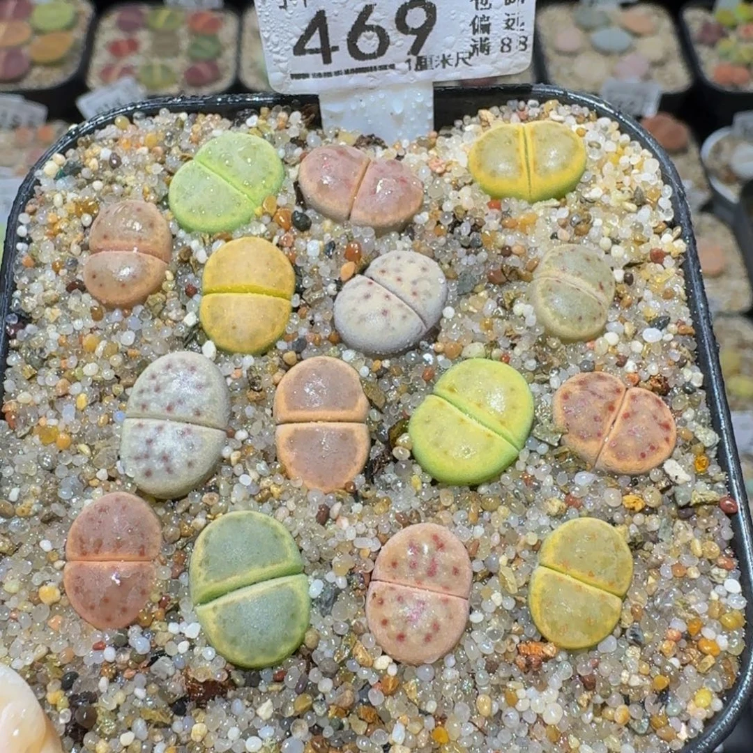 Ssss精品生石花469