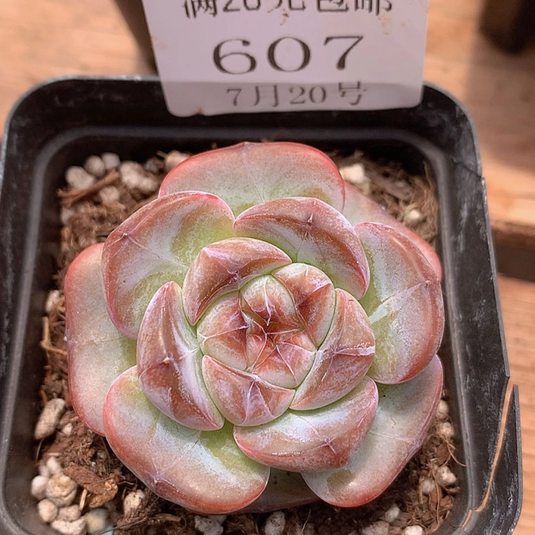 【闪购商品】云607号