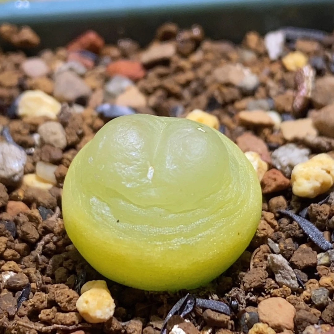 好看好看好看好看啦等