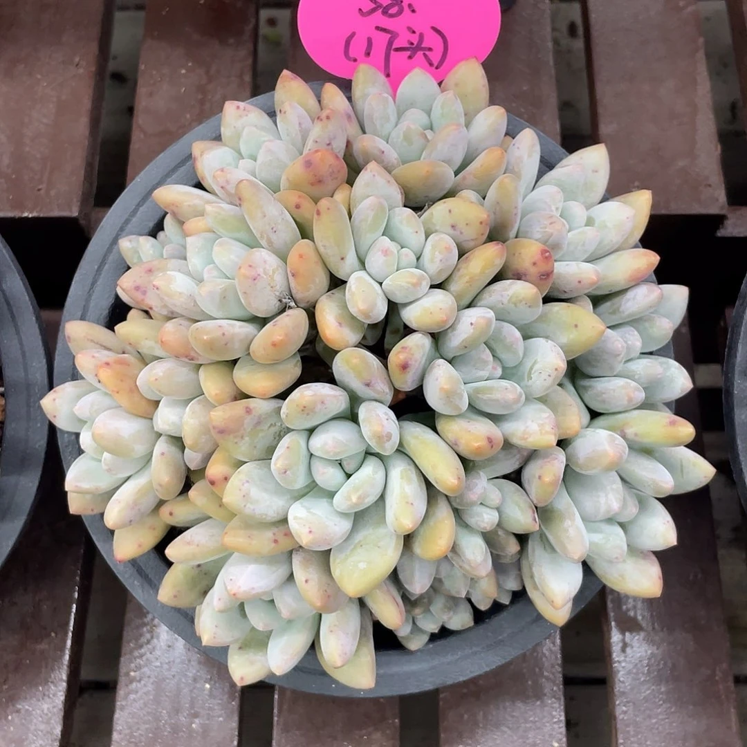 阿黎寄养代售，香水一盆58元